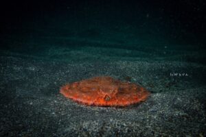 幻の深海魚　アカグツ 福浦ビーチ