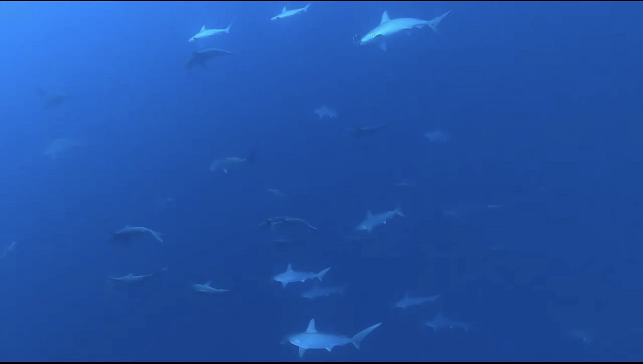 ハンマー会えたしイセキ行けたしマスク忘れたし