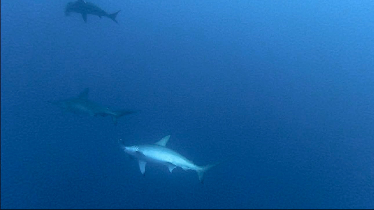 厳しいながらも、ハンマーの群れには会えております…！(僕は会えてませんが…)