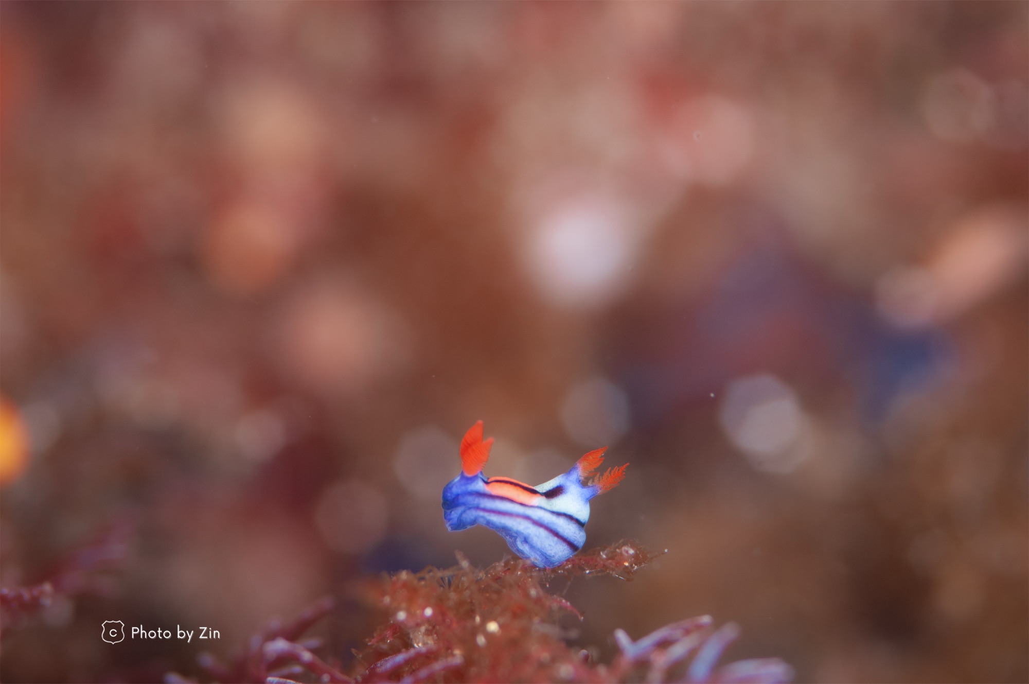 初島！これまたマクロもワイドも…！