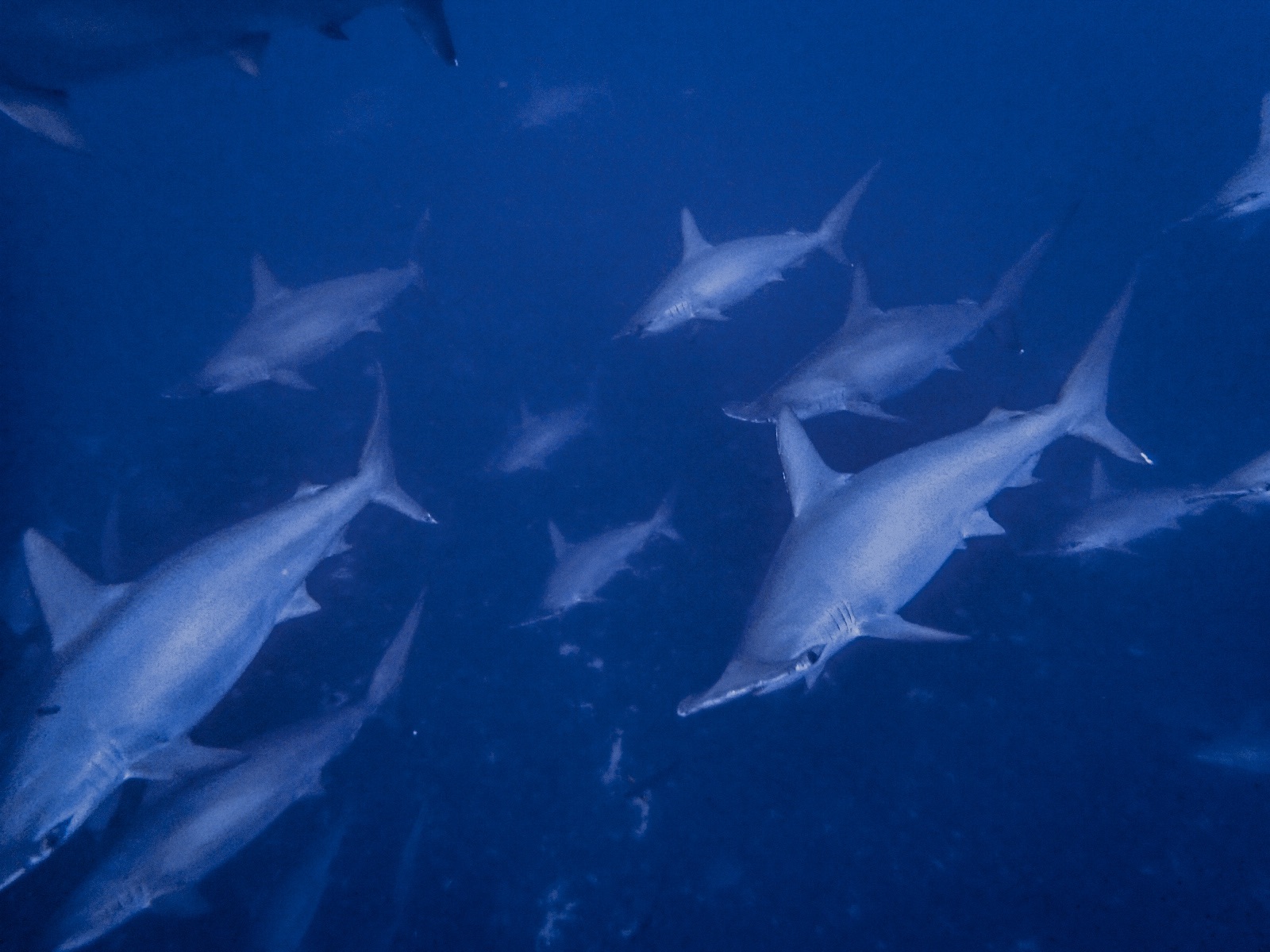 全チームがハンマーヘッド群れに遭遇！社長パワーも炸裂・・・！！