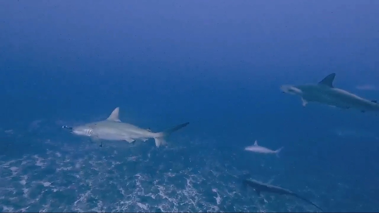 人生楽ありゃ苦もあるさ