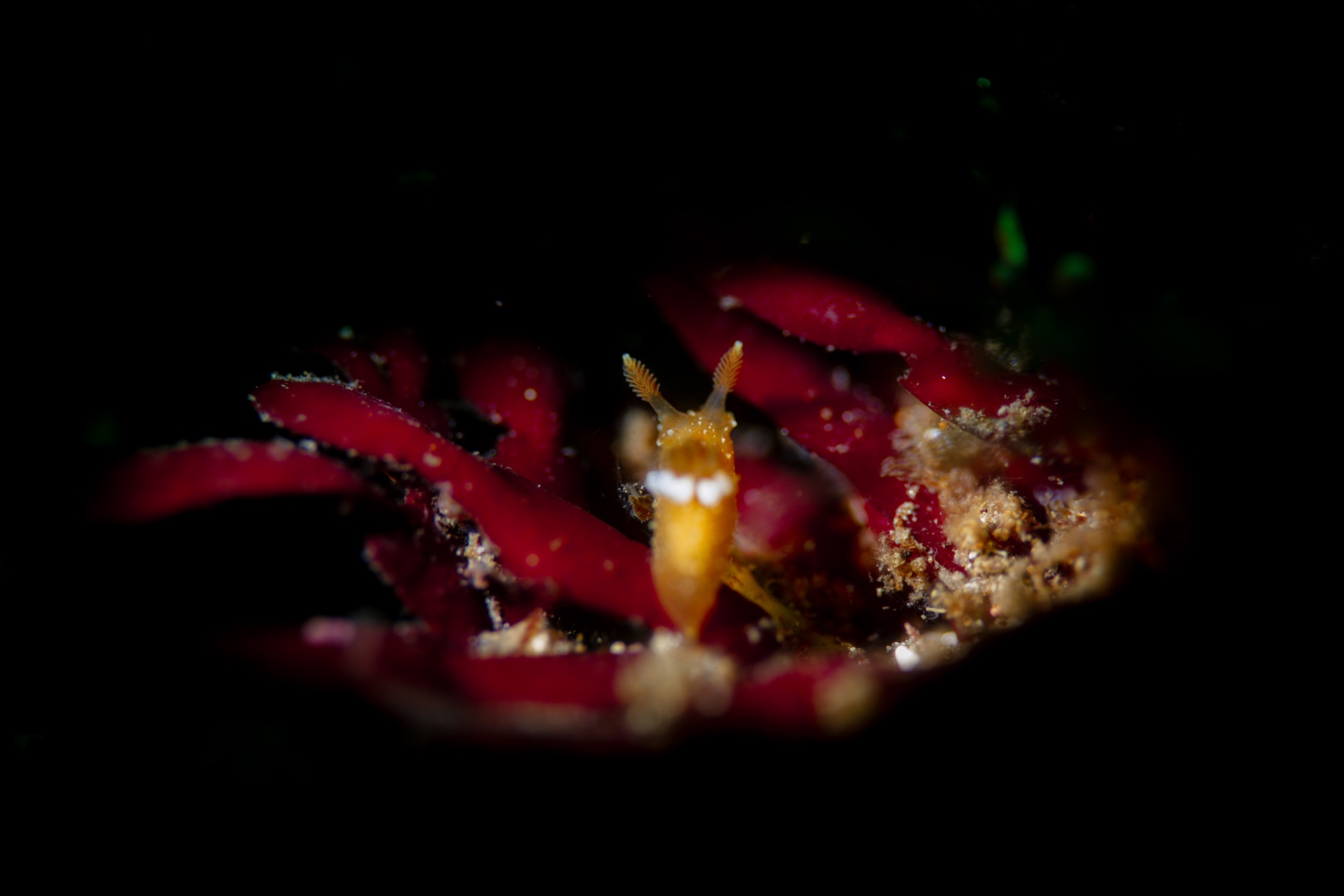 ストロボスヌート始めました！(Marelux Soft Liteを使用した感想)